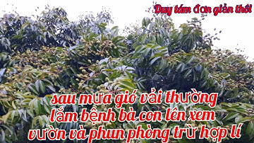 phun thuốc thuốc bệnh trên cây vải thiều sau mưa gió .chống sì mủ gió đập