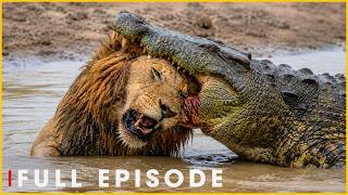 River Monster: Crocodile vs Deadly Predators | Nature Animal Documentary