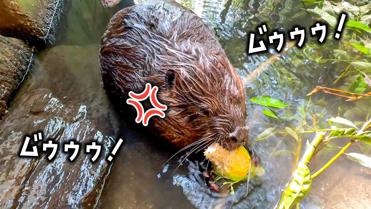 美味しいエサを取られたくなくてムームー怒りながら食べるビーバーが可愛すぎたww