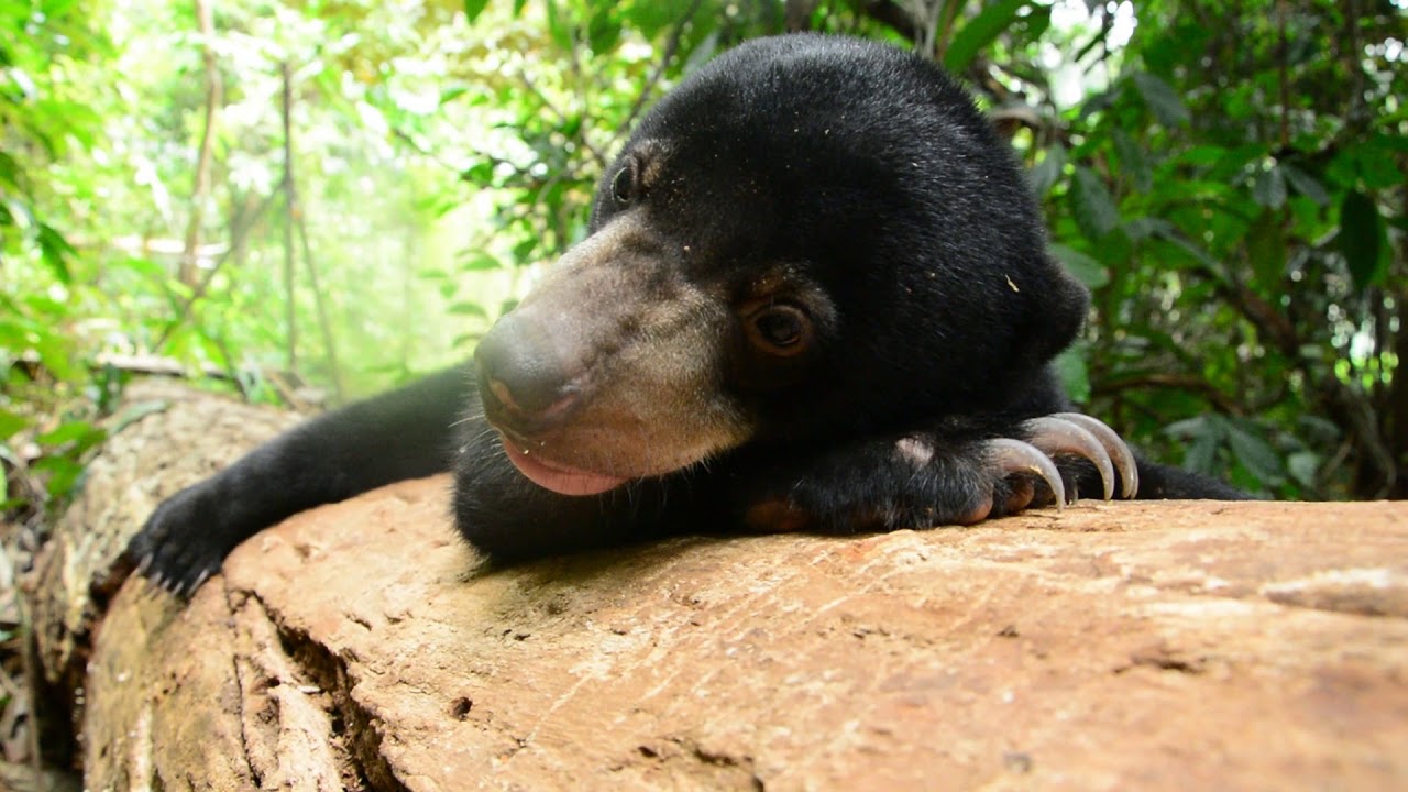 Sun Bear Diary | Sun Bear Resting And Having Sweet Dreams About Honey | BSBCC