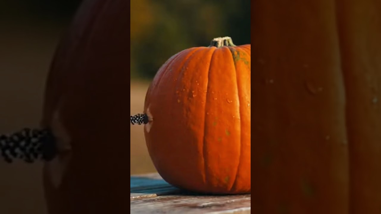 MOST SATISFYING SHOTGUN PUMPKIN ASMR 🎃