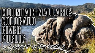 Mountain Mallards - Colorado River Public Land Duck and Goose Hunting!