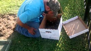Luis Slayton saves a swarm of bees from a tree in Donna,TX. He mana...