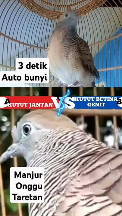 suara perkutut jantan v perkutut betina saling memanggil bikin rame isi rumah yg punya kutut