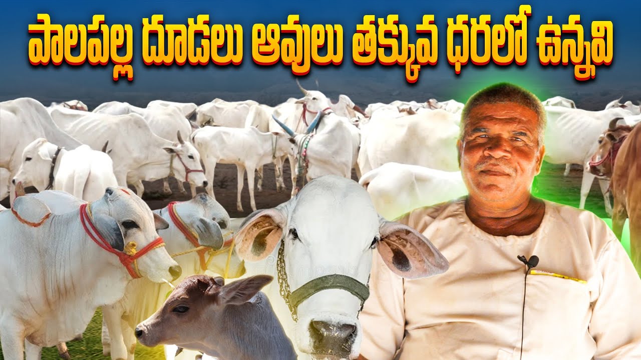 తక్కువ ధరలో ఆవులు పాలపల్ల దూడలు కలవు | పదేళ్ల నుంచి ఆవులతోనే నా జీవితం | Desi Cow Farming In Village
