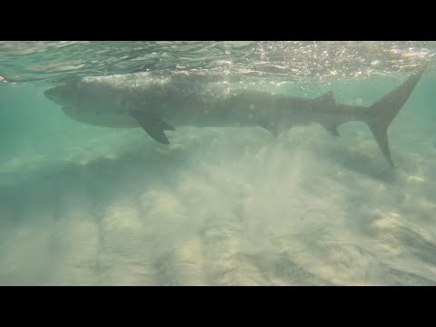 Tiger Shark Gets Away And Comes Back To Battle!!