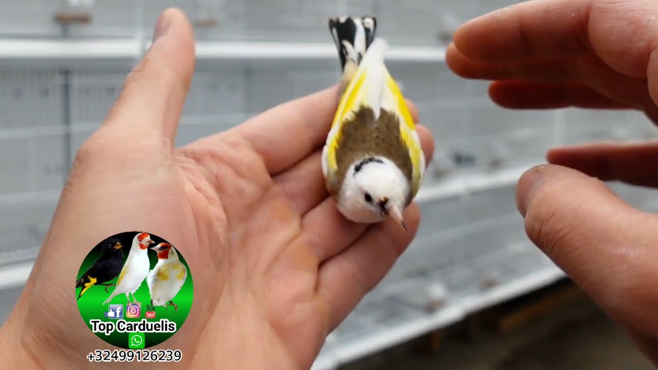 Небольшой пример щеглов для нового сезона размножения