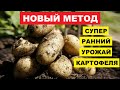 Самый ранний картофель Урожай картофеля к июлю | Посадка и выращивание картофеля для раннего урожая