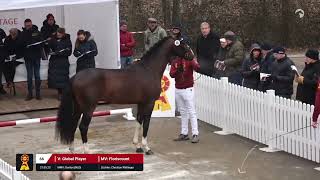 Lot 66 v. Global Player / Floriscount