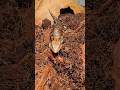 Blue Tongue Skink with a Kink!