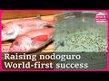 How Japan is bringing back one of its most prized fish