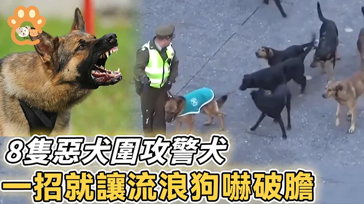 8只恶犬街头闹事，被警犬一招吓破胆，战况被镜头记录全过程！【 流浪狗 暖闻 正能量 #警犬 #狗 #狗狗 #感动 #救援 #保护】 - 天天要闻