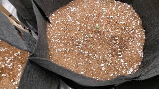 Santica Gardens-Season 1 Day 33 Week & Day 4 Bay 6 Tent