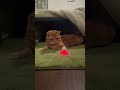 猫のさりり96やり直し