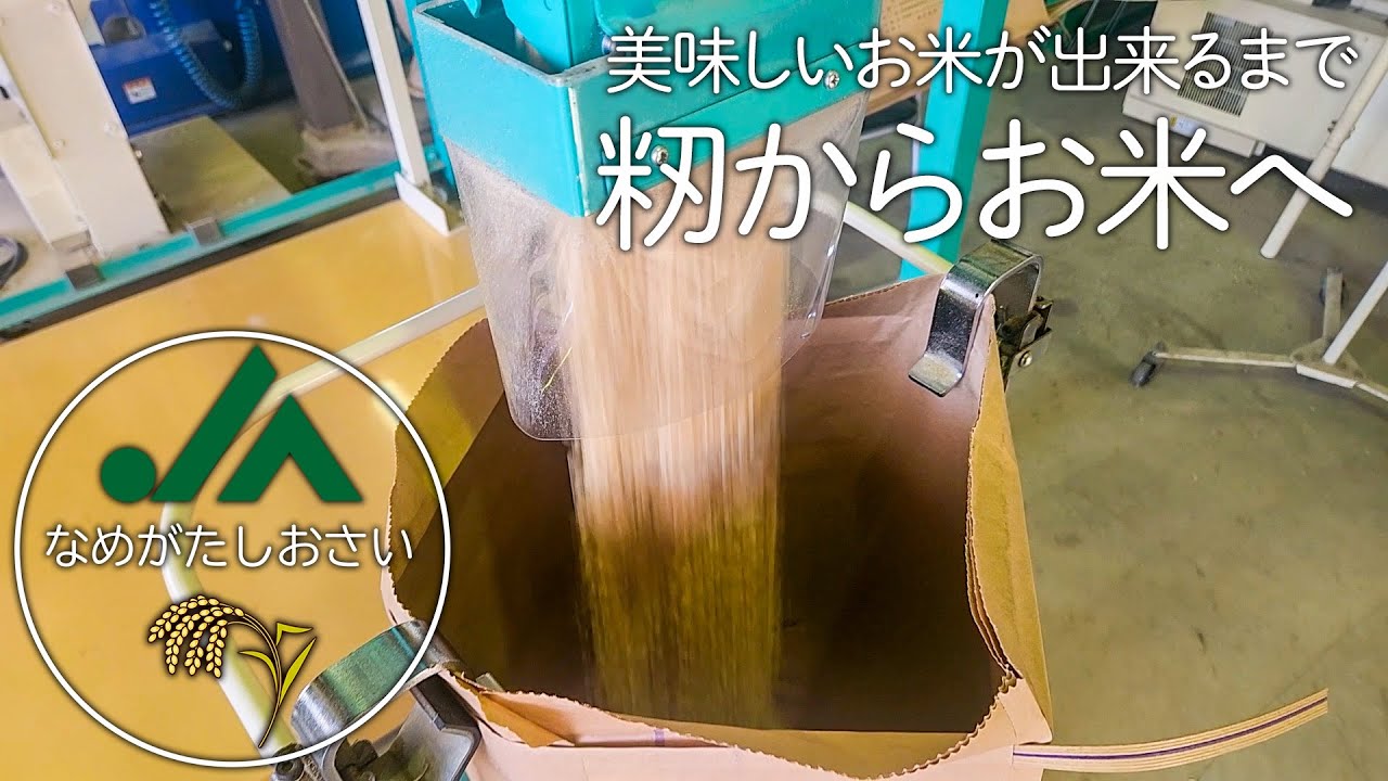 籾からお米へ～JAなめがたしおさいの美味しいお米ができるまで～ - YouTube
