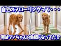 【足腰ケア】そのフローリング、実はキケンかも!? ワンちゃんの関節を守る「魔法のシート」をご紹介