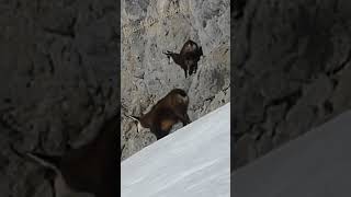 Chamois In The Cliff Chamois Dans La Falaise