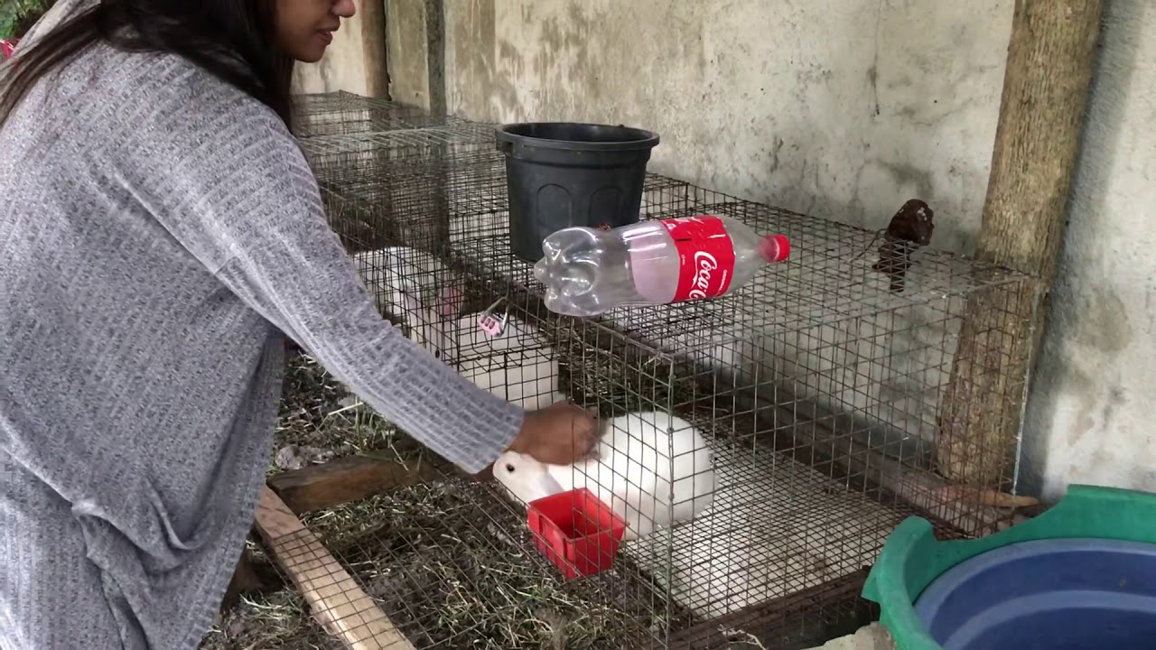 Taking Care of Rabbits: feeding, vitamins and mating: a full length