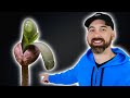 Step-by-Step Tutorial: Germinating &amp; Planting Cannabis Seeds