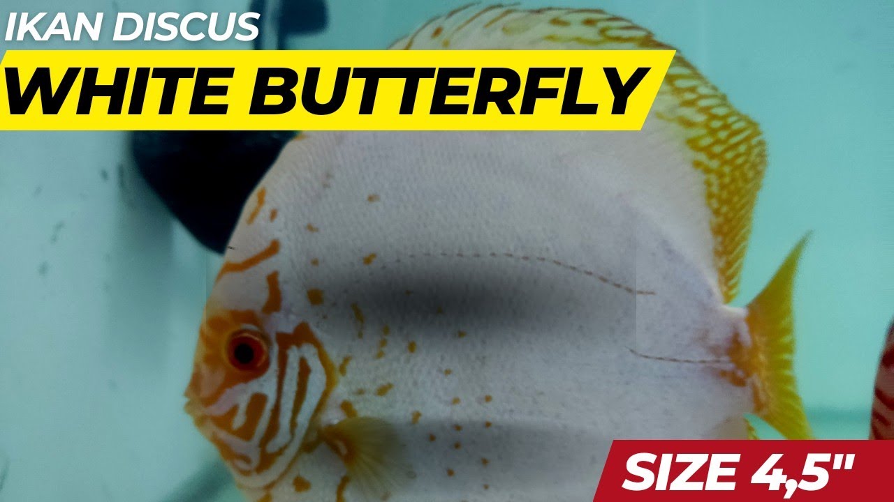 White Butterfly Discus Fish Size 5
