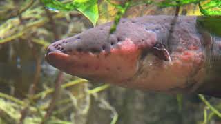 Electric ⚡️ Eels the Shocking Truth