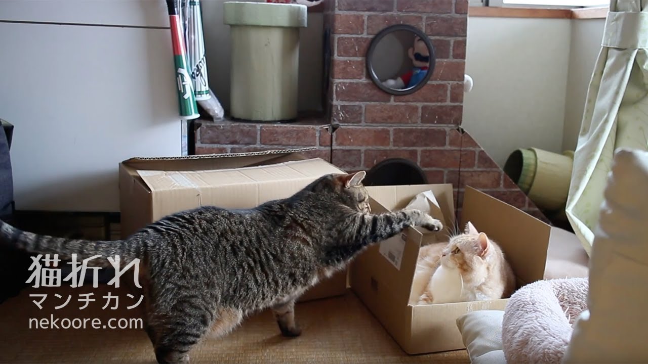 cardboard bed australia 箱のベットは俺のもの！ -The Cardboard bed is mine !