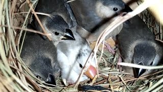 My Java Sparrow's Breeding Setup Update 😍🕊 || Java Finch Farming 🕊 | Java Sparrow Breeding Tips