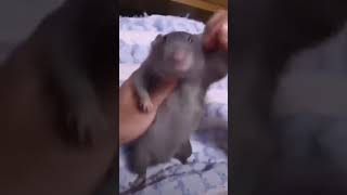 Rat.mp4 ( A Random video I found on Facebook )