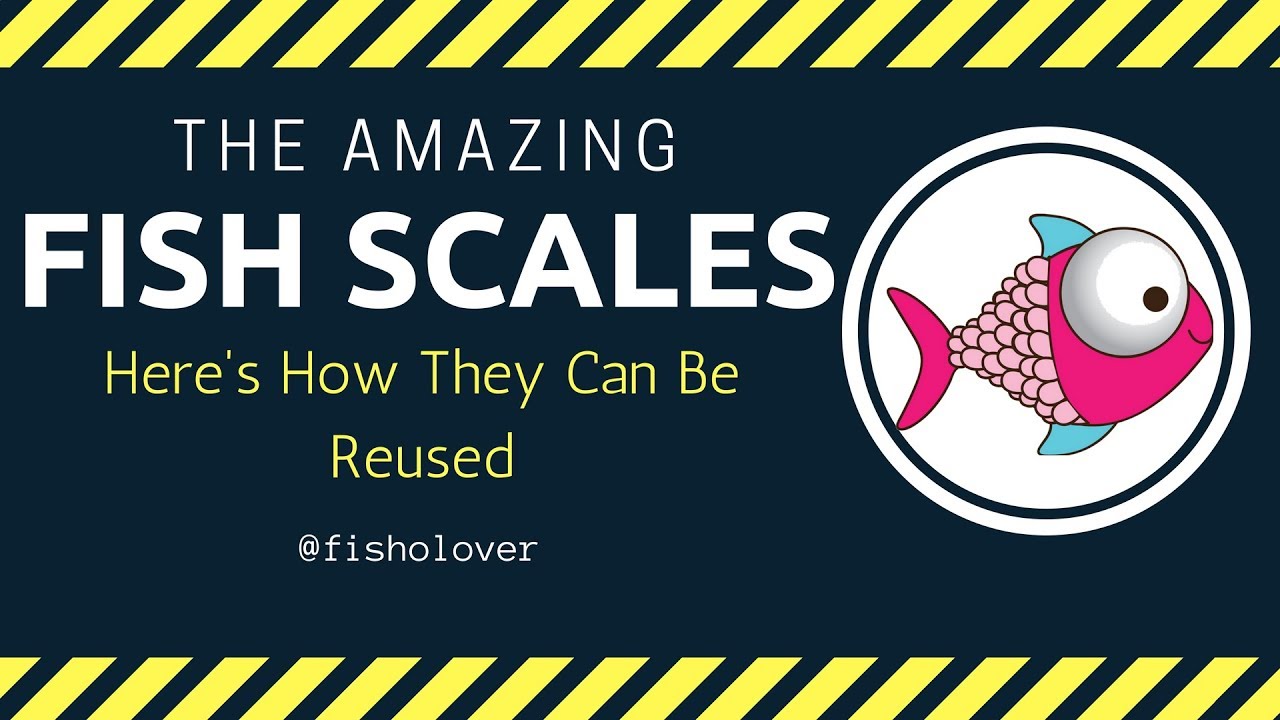 The Amazing Fish Scales: Here'S How They Can Be Reused