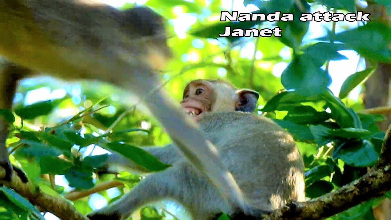 Deep scare | nasty Janet got hit by monkey Nanda by no reason | Janet cry seizure scare hurt attack