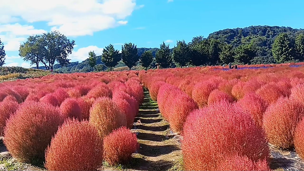 환상적인 가을사랑 댑싸리의 향연(Fantastical broom cypress)~