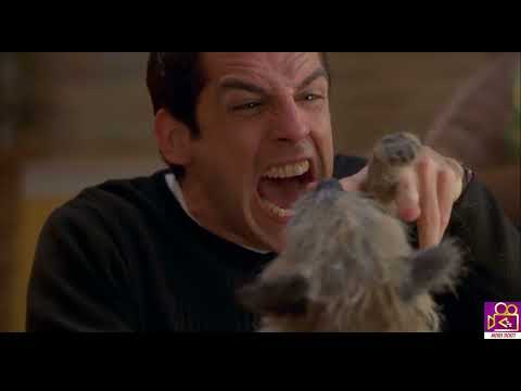 Ben Stiller dog