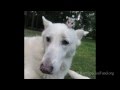 Dog raises a baby Opossum after its mother was killed by a car