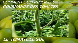 taille d un pied de tomate 1