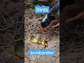 The Amazing Strength Of Bombardier Beetles Against Birds Of Prey 亞 Bombardier The Amazing Strength Of Bombardier Beetles Against Birds Of Prey 亞 Bombardier