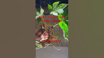 Xuống núi củ #sâm rừng siêu víp nặng 70gram siêu già và chất lượng #sâm_lai_châu_rừng