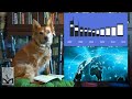 End of video