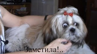 Уход за собакой - Как приучить щенка к грумингу Уход за собакой - Как приучить щенка к грумингу