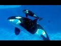 Amazing orca killer whales in the wild wild ocean documentary