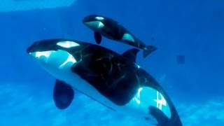 Amazing Orca Killer Whales In The Wild [Wild Ocean Documentary]
