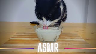 Cat Drinking Milk ASMR