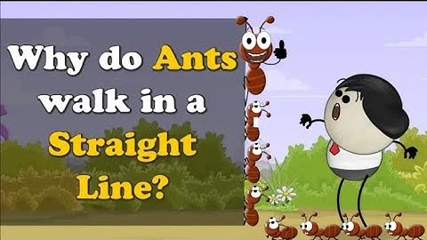 Why do ants walk in a straight line?