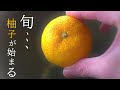 【保存版】里山の柚子レシピ5つのこと~私の作り方