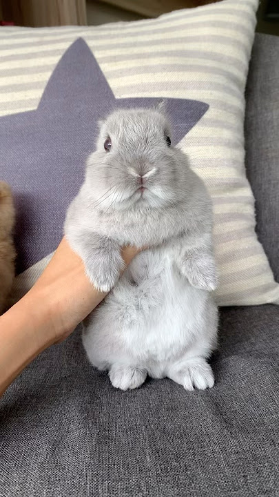 CUTEST SNIFFER IN TOWN #mybunny #pet #bunny #mycuterabbit #petrabbit #cute #rabbit #pets #smallpet