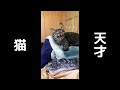 世界一『ご飯』を理解した天才猫。
