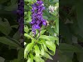 Bumblebee on annual salvia. Early October #pollinators  #savethebees