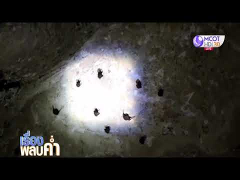 พบค้างคาวตัวจิ๋วขนาดเล็ก รอพิสูจน์สายพันธุ์