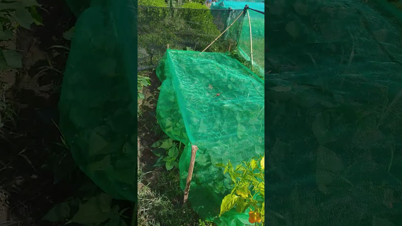 mengunjungi kebun dibelakang rumah ,nanam pare Dan ubi talas 