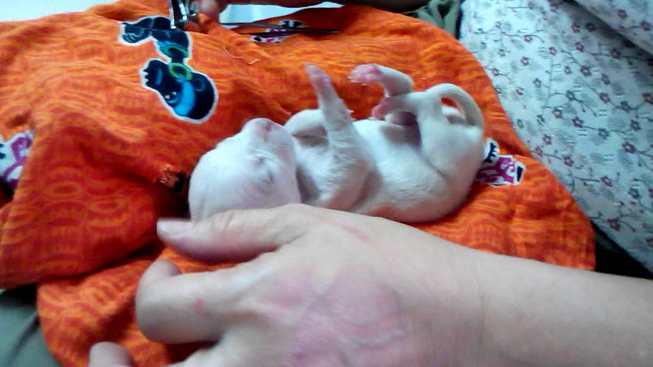 Clipping Puppy Nails YouTube