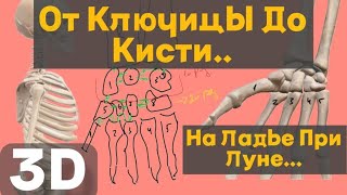 Кости верхней конечности: 3D-разбор пояса и руки + схема запястья и мнемоника для запоминания